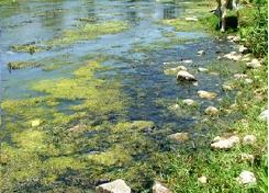 UN R&Iacute;O QUE MUERE